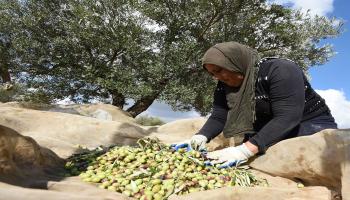 حصاد الزيتون في تونس/ فرانس برس