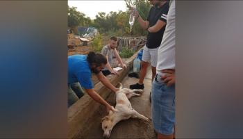 تسميم عشرات الكلاب في مدينة طرابلس اللبنانية(فيسبوك)