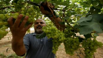 غزة زراعة