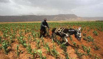 الزراعة في اليمن (AFP)