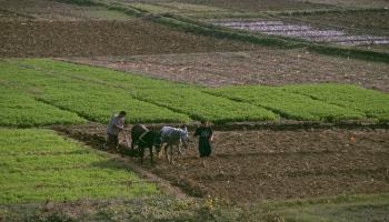 أرض زراعية في المغرب- Getty