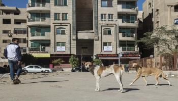 كلاب شاردة في شوارع مصر (خالد دسوقي/فرانس برس)
