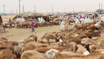 ماشية في السودان / Getty