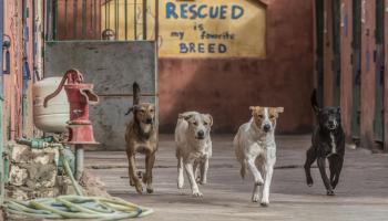 كلاب في ملجأ في مصر - مجتمع