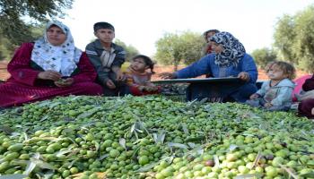 محصول الزيتون في سورية