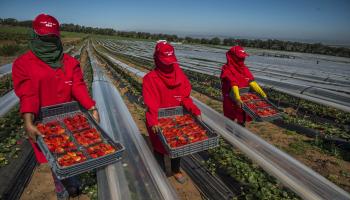 الزراعة في المغرب-اقتصاد-20-3-2017(جلال مرشدي/الأناضول)