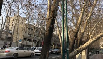 	 الأشجار في طهران/ العربي الجديد