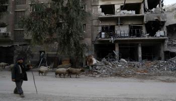 الأضاحي في سورية -اقتصاد-11-9-2016(عبدالمنعم عيسى/فرانس برس)
