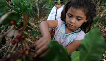 طفلة تقطف حبوب البن في هندوراس - مجتمع