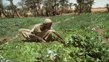 الزراعة السودانية -اقتصاد-9-7-2016 (Getty)