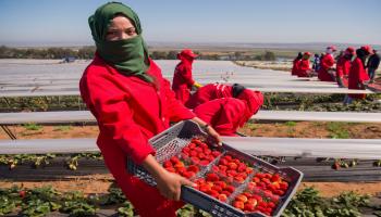 موسم حصاد الفراولة في المغرب (فاضل سنا/فرانس برس)