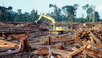 تجارة الأخشاب تهدد غابات العالم (تويتر)