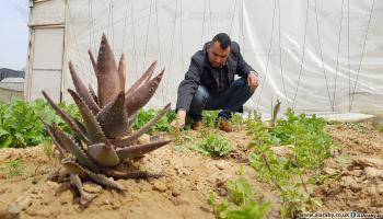 الفلسطيني أبو عليان يزرع النباتات لإنتاج زيوت طبية(خالد شعبان)