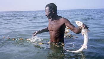 تحقيق عن أسماك موريتانيا ٢
