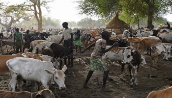 ماشية السودان (فرانس برس)