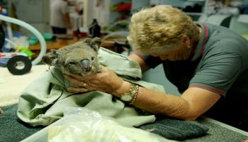 معالجة الكوالا في أستراليا (Getty)