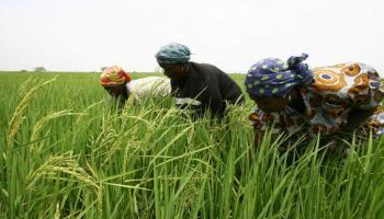 زراعة الأرز في بوركينا فاسو