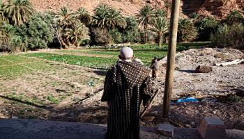زراعة المغرب