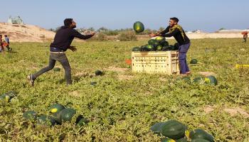 الزراعة في غزة/ عبد الحكيم أبو رياش