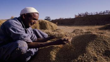 مصر زراعة الأرز
