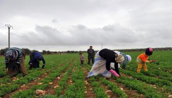 سورية-زراعة سورية-الزراعة السورية-06-12-فرانس برس