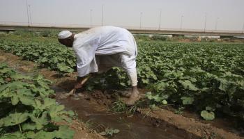 الزراعة في السودان-اقتصاد-5-4-2017(أشرف شاذلي/فرانس برس)