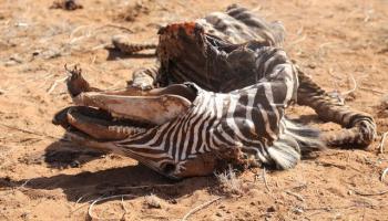 الجفاف يهدد بقاء الحمار الوحشي في كينيا (رويترز)