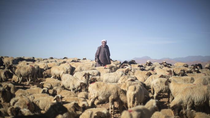 حمو بن عدي يرشد أغنامه بحثًا عن طعام لرعيها، المغرب (مصعب الشامي/أسوشييتد برس)