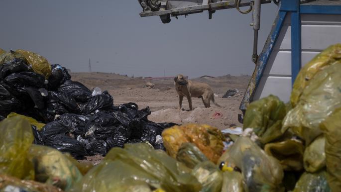 انتشار النفايات يعد أحد أسباب ارتفاع أعداد الكلاب الضالة (مرتضى نيكوبازل/ Getty)