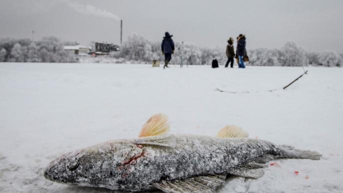 اصطادوا سمكة عملاقة من بحيرة فولغا في روسيا (ملادن أنطونوف/ فرانس برس) 