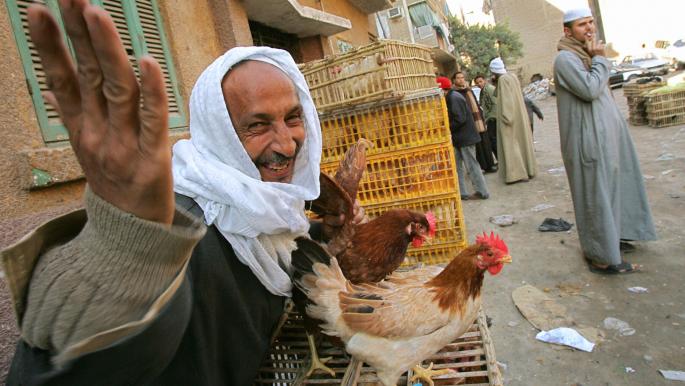 أزمة دواجن طاحنة في مصر: توقف 25 ألف مزرعة عن العمل بعد فقدان العلف