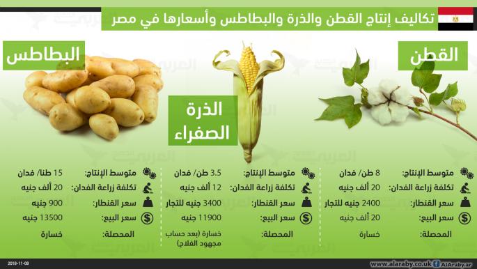 زراعة القطن والذرة والبطاطا في مصر
