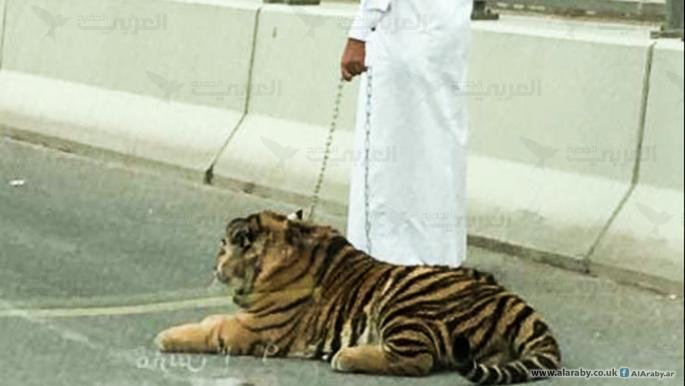 اقتناء الحيوانات المفترسة في قطر النمر في شوارعنا