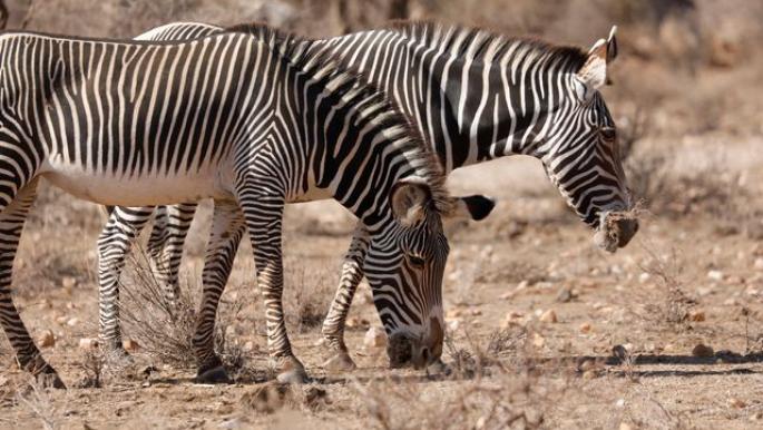 الجفاف يقضي على حيوانات برية مهددة بالانقراض في كينيا