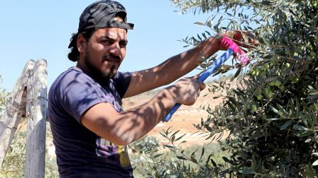 Reda Ayash, 25, harvests olive trees in the city of Jerash, 50 kilometres in the north of the Jordanian capital Amman, on October 25, 2013. Ayash left the Syrian city of Deraa one year ago with his parents and his wife after the Syrian government forces destroyed their house. As they went through starvation, they decided to cross the border to Jordan and meet relatives in Jerash. Ayash currently works in an olive farm. AFPPHOTO / KHALIL MAZRAAWI (Photo credit should read KHALIL MAZRAAWI/AFP via Getty Images