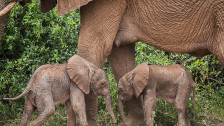 أنثى فيل تضع توأما في كينيا (الأناضول)