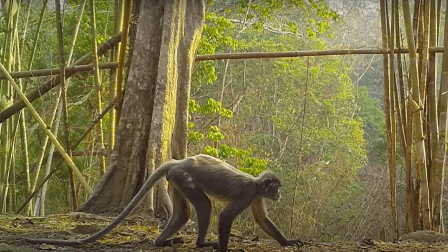 القرد الشبحي- الصندوق العالمي للطبيعة - يوتيوب