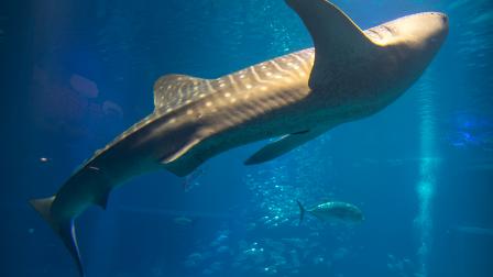 سمك القرش الحوتي/ غيتي