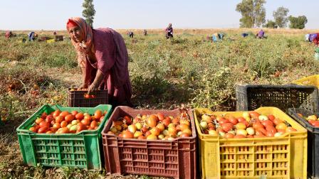 عاملات زراعيات في حقول تونس (فتحي بلعيد/ فرانس برس)