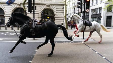 خيول هاربة في لندن