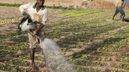 الزراعة في مالي/ Getty