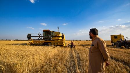 حصاد القمح في سورية / الرقة 22 مايو 2024 (فرانس برس)