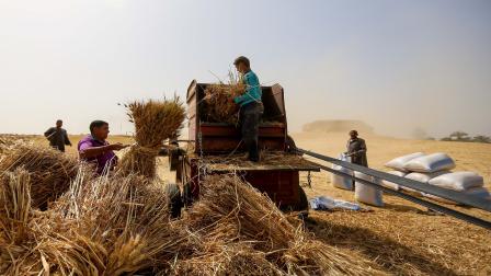 حصاد القمح في مصر(الأناضول)