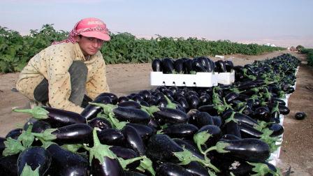 الزراعة في الأردن (Getty)