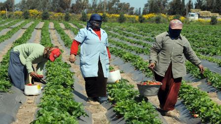 تونس/اقتصاد/الزراعة في تونس/14-03-2016 (فرانس برس)