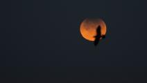 طائر النورس يطير في السماء حيث لوحظ خسوف جزئي للقمر من لاكورونيا (إم ديلان/ Getty)