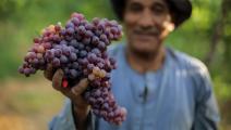 زراعة العنب في مصر