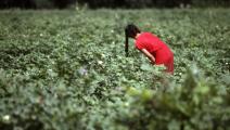 طفلة تعمل في حقل زراعي في الصين - مجتمع
