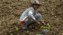 طفل يعمل في مزرعة في كمبوديا - مجتمع