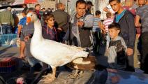 سوق الجمعة للطيور في الخليل 4 - مجتمع